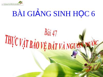 Thực vật bảo vệ đất và nguồn nước