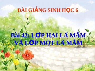 Lớp hai lá mầm và lớp 1 lá mầm