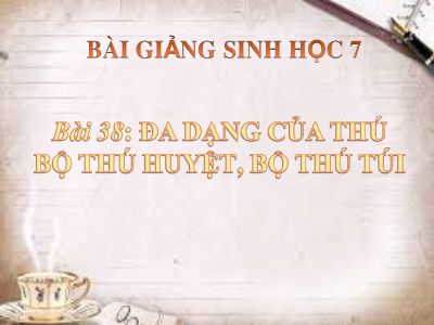 Đa dạng của lớp thú, bộ thú huyệt, bộ thú túi