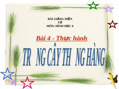 Thực hành Trồng cây thẳng hàng