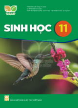Bài tập trắc nghiệm - Kết nối tri thức