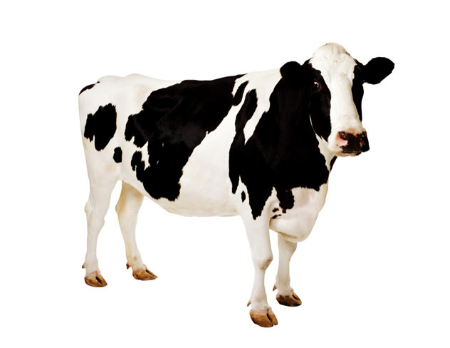 Bộ tranh ảnh: Gia súc