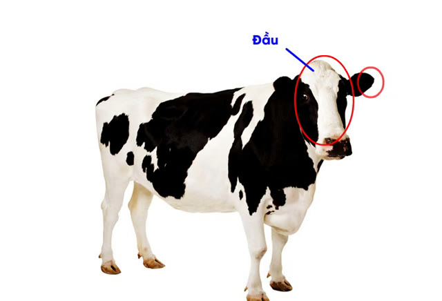 Con bò sữa