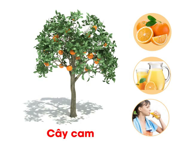 Giáo dục nhận thức-Khám phá khoa học- Động thực vật-cây cam