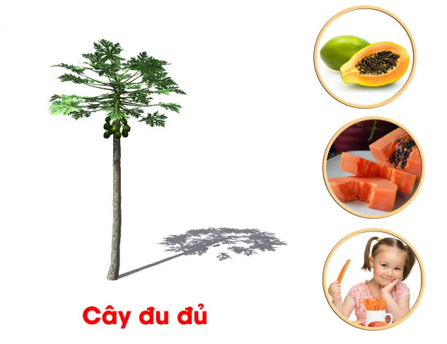 Giáo duc nhận thức-Khám phá khoa học-Động thực vật-cây đu đủ