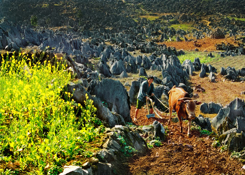 Bộ tranh ảnh: Cảnh thiên nhiên