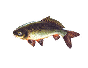 Bộ tranh ảnh: Thủy sinh