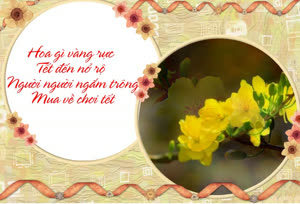 Mai vàng