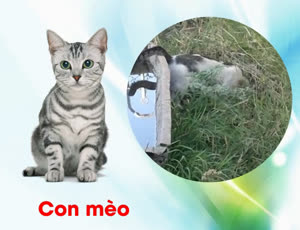 Giáo dục nhận thức-Khám phá khoa học- Động thực vật-con mèo