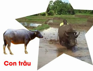 Giáo dục nhận thức-Khám phá khoa học- Động thực vật-con trâu
